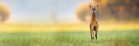 Young roe deer buck spring forward and approaching from front view