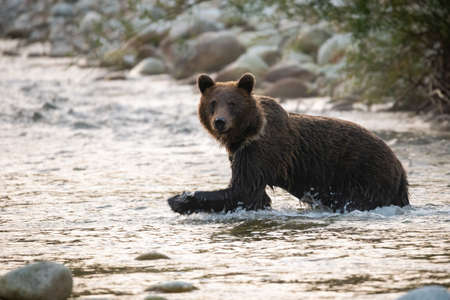 Big brown bear wading in river in autumn morning sunlight