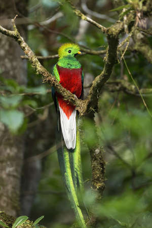 Exotic resplendent quetzal sitting on a branch in rainforestの写真素材
