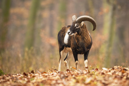 Mouflon ram standing in forest with foliage in autumnの写真素材