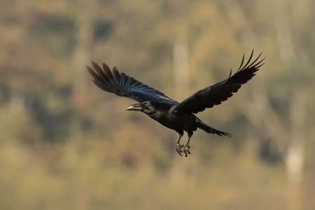 Common raven flying in autumn nature with blurred background.