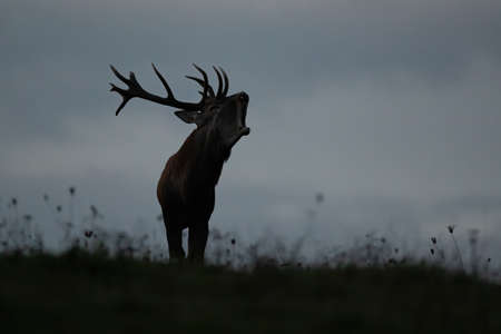Silhouette of a dominant red deer stag roaring on horizon with sky in backgroundの写真素材