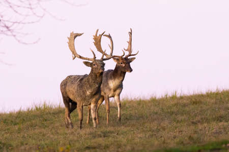 Two fallow deer stags walking side by side on meadow during a duelの写真素材