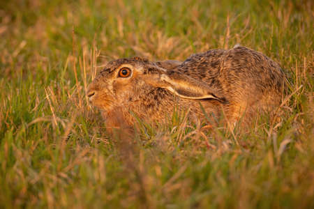 Brown hare hiding in grass in summer evening light