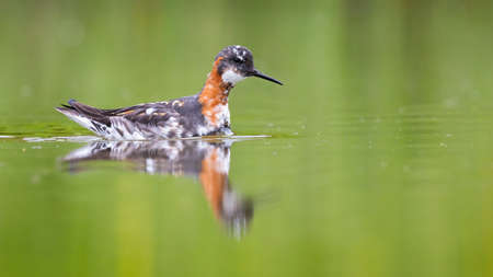 Red-necked phalarope floating on water in springtimeの写真素材