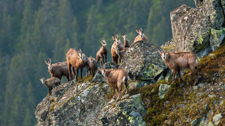 Group of tatra chamois climbing on rocks in summerの写真素材
