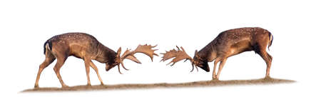 Two fallow deer fighting on meadow isolated on white backgroundの写真素材