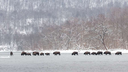 Herd of european bison crossing river in winter natureの写真素材