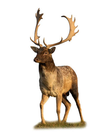 Majestic fallow deer standing on field cut out on blankの写真素材