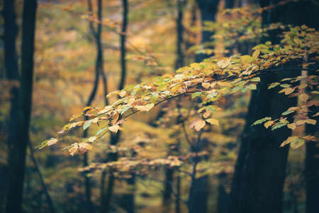 Yellow foliage on branch in autumn woodland in close up