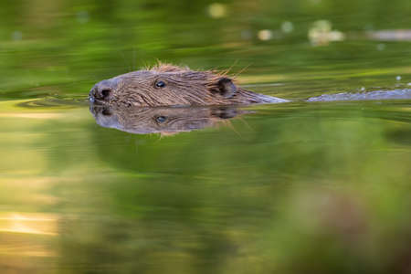 Eurasian beaver peeking out from water in spring natureの写真素材