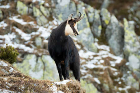 Tatra chamois standing on rocks in winter
