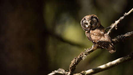 Alert boreal owl sitting on a branch in spring forest with copy spaceの写真素材