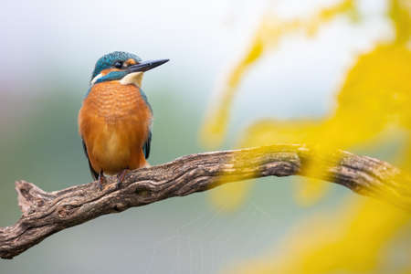 Beautiful common kingfisher perched on branch in autumn seasonの写真素材