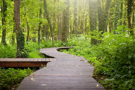 Green forest with wood sidewalk in the middle of scenery