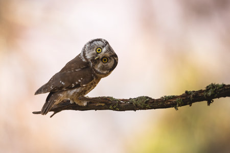 Boreal owl looking to the camera on branch with copy spaceの写真素材