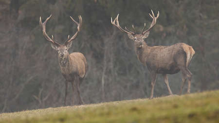 Two red deer stags standing on a meadow covered by fog