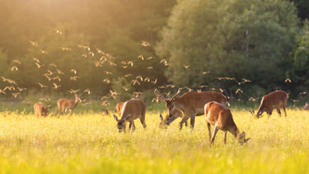 Flock of common starlings flying over a herd of red deer grazing on meadowの写真素材