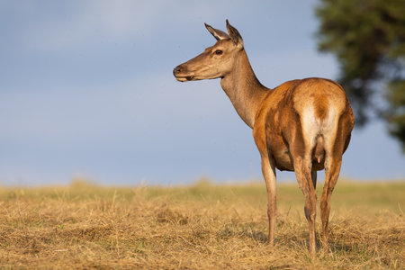 Red deer looking away on open grassland in autumn.の写真素材