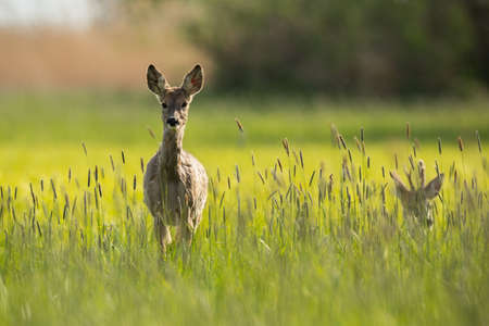 Roe deer female approaching on meadow in spring sunlight