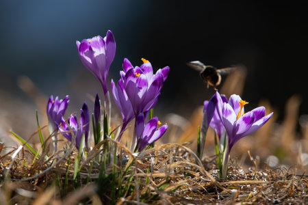 Bumblebee pollinating saffron on meadow in summertimeの写真素材