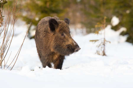 Wild boar approaching on snowy glade in winter natureの写真素材