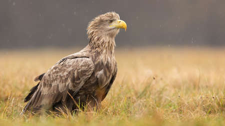 Side view of old majestic white-tailed eagle sitting on the ground in autumnの写真素材