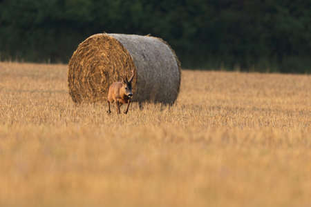 Roe deer walking on stubble with rounded bale of heyの写真素材