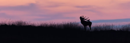 Silhouette of red deer stag roaring on a horizon at sunset.の写真素材