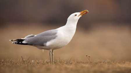 Adult caspian gull sitting on the ground in autumn and callingの写真素材