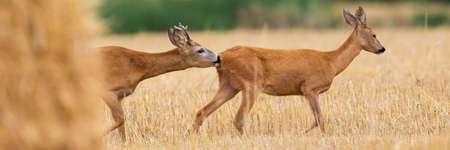 Two roe deer walking on field in in rutting season.の写真素材