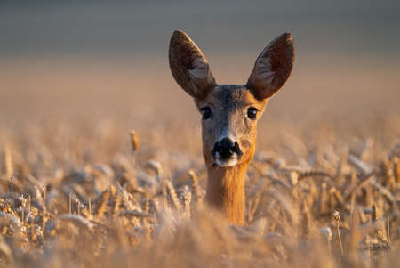 Roe deer doe peeking from wheat on a field in summer