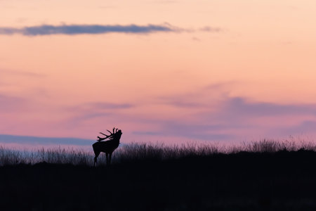 Silhouette of red deer roaring on hill in purple sunsetの写真素材