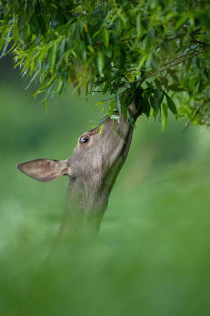 Red deer female feeding from tree in summer in close-upの写真素材