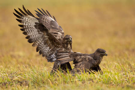 Two common buzzard fighting on field in autumn nature