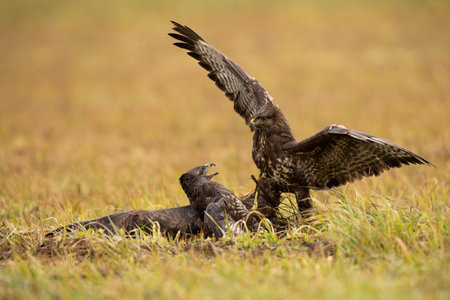 Pair of common buzzard in battle in grassland in autumn
