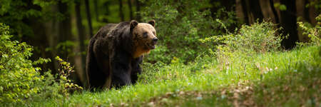 Brown bear approaching in forest in panoramic shotの写真素材