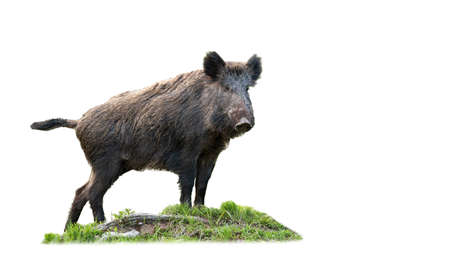 wild boar standing on grass isolated on white backgroundの写真素材