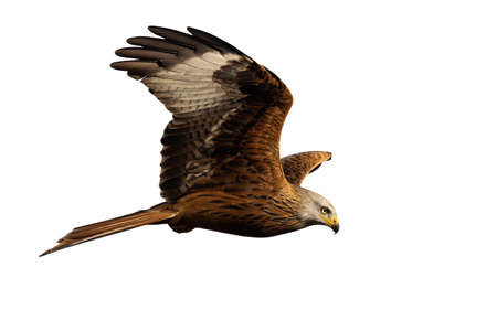 Red kite flying in the air isolated on white background