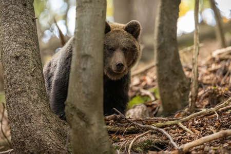 Brown bear hiding behind a tree in woodland with copy space.
