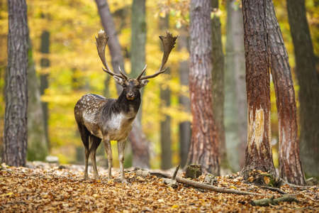 Fallow deer looking to the camera in forest in rutting season