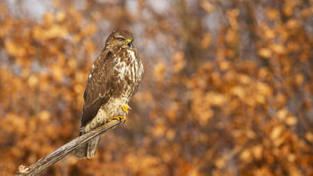 Common buzzard sitting on a branch with orange autumn leaves in background