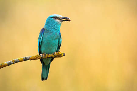 European roller holding insect in beak on branch in summerの写真素材