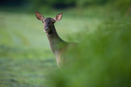 Red deer hind peeking out of green bushes in summer natureの写真素材