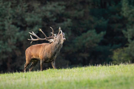 Red deer bellowing on grassland in autumn with copy spaceの写真素材