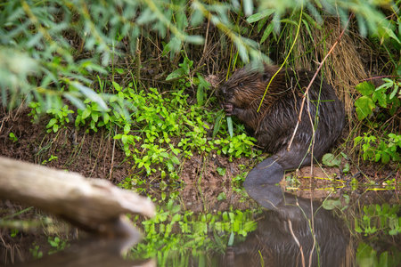 Eurasian beaver sitting on riverbank in summer forestの写真素材