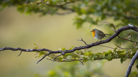European robin sitting on branch in forest in summerの写真素材