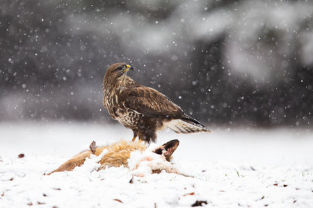 Common buzzard feeding on a dead fox in winter during snowfallの写真素材