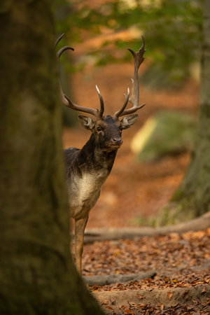 Fallow deer stag peeking from behind a massive tree in autumn forestの写真素材