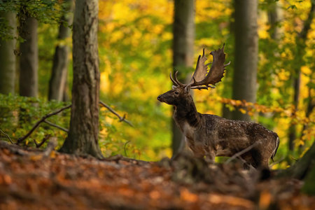 Fallow deer stag standing among colorful leaves in autumn forestの写真素材